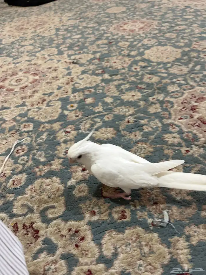 كروان البينو نهاية غر 0