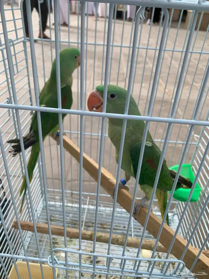 دره نيبالي سوبر جامبو العمر خمس شهور 1