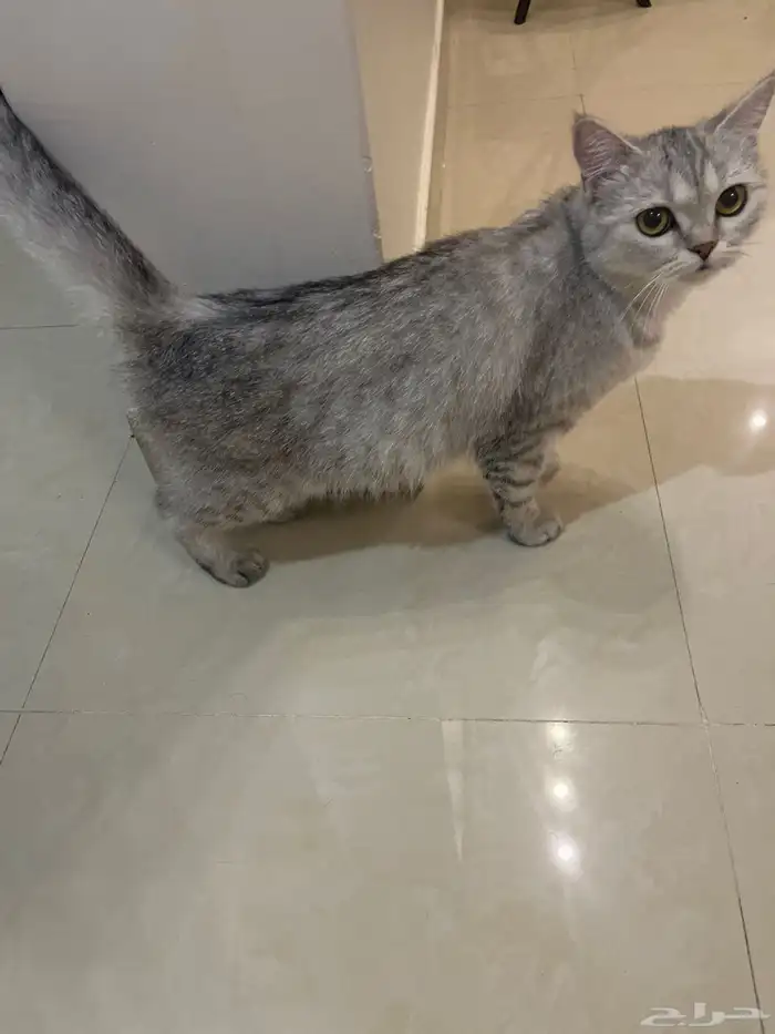 قطة للتبني 1