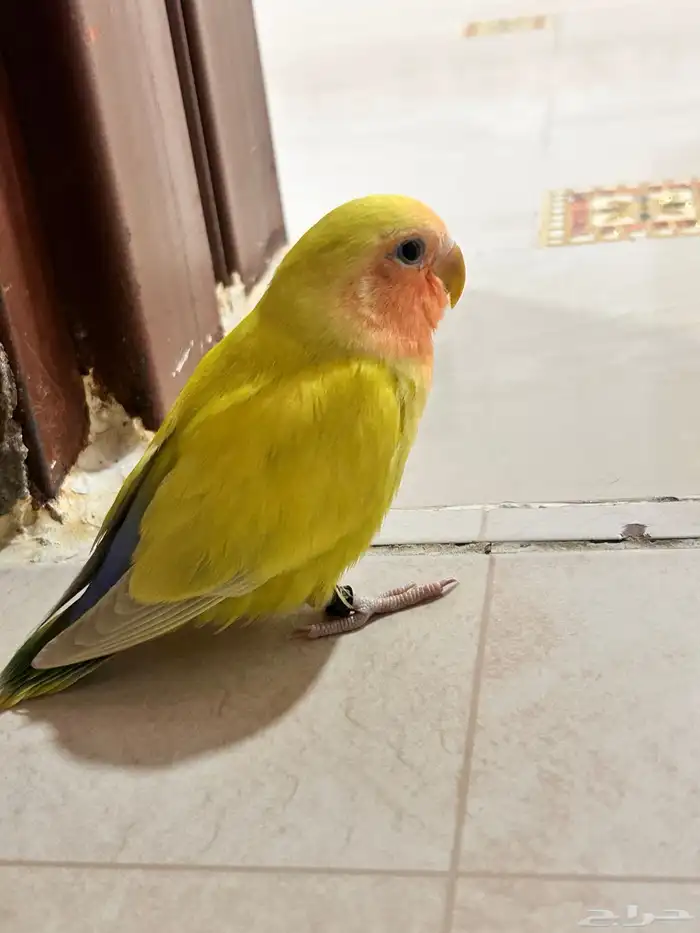 طير مفقود في حي النزهة ابو عريش 1