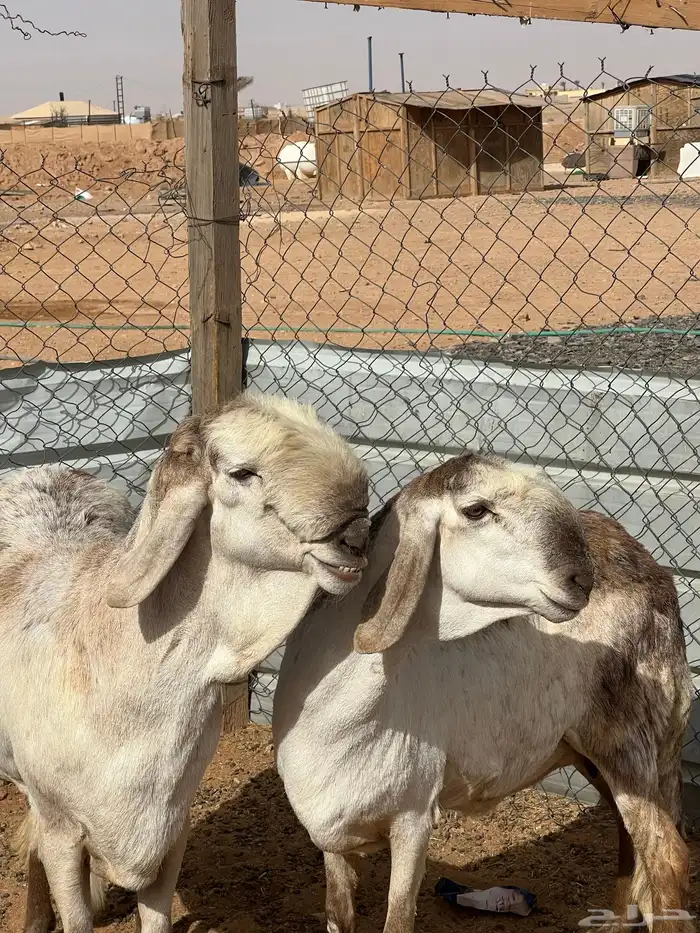 سواكن صنف ( تم البيع) 0