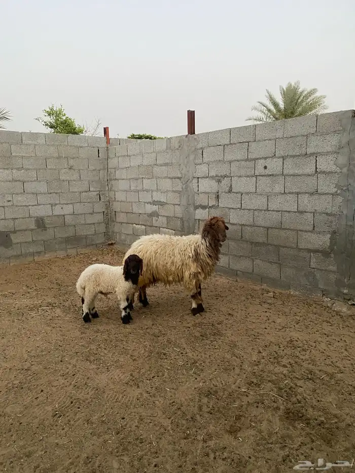 شاة نعيم صنف رغوث تم البيع 1