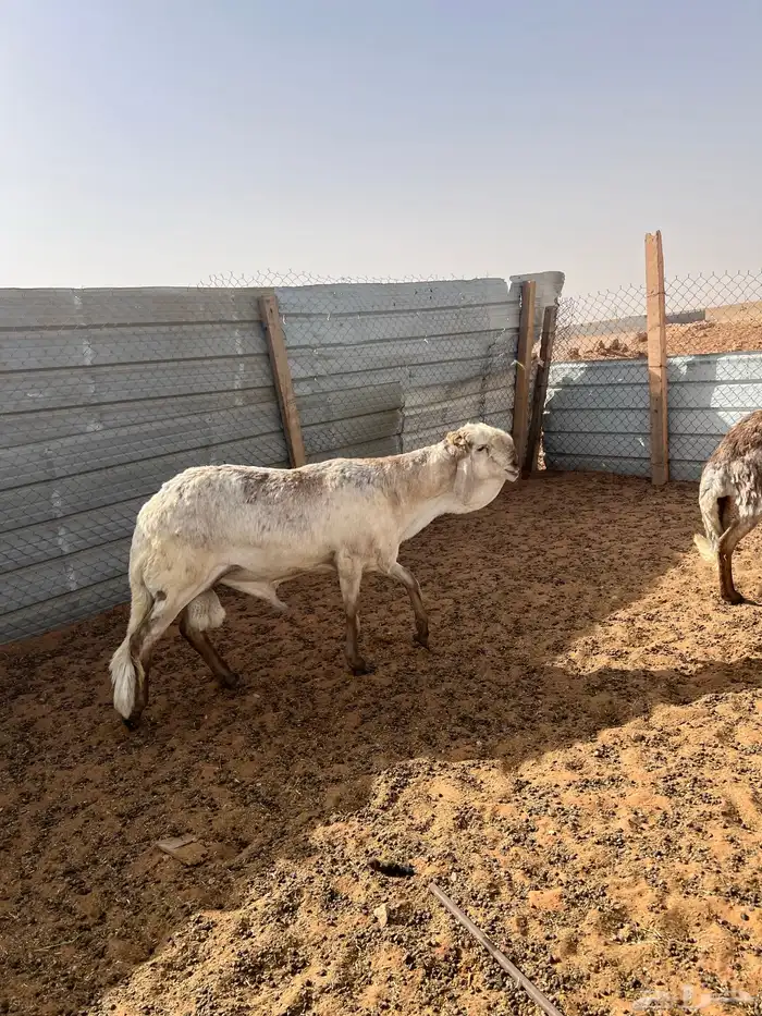 سواكن صنف ( تم البيع) 14