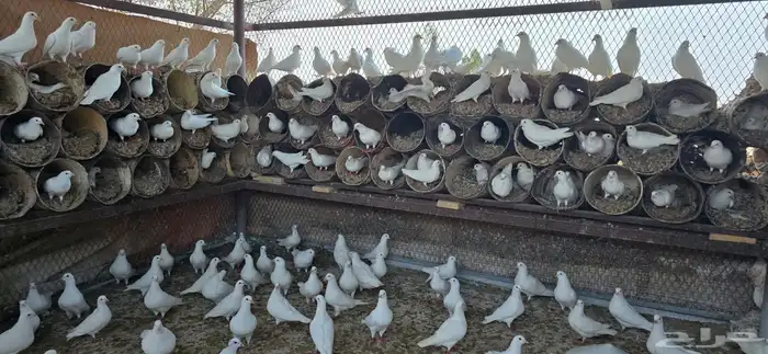 حمام فرنسي احجام طيبه 4