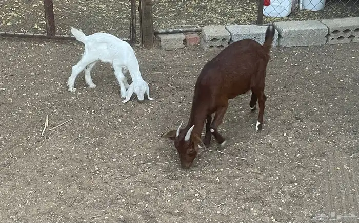 عنز جنوبيه هجين معها تيس 1