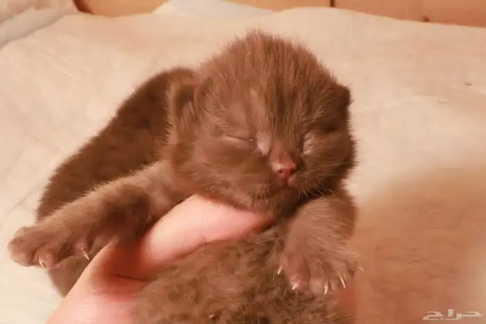 كيتن شوكلت و سينمون (تم البيع) 2