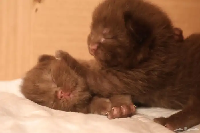 كيتن شوكلت و سينمون (تم البيع) 3