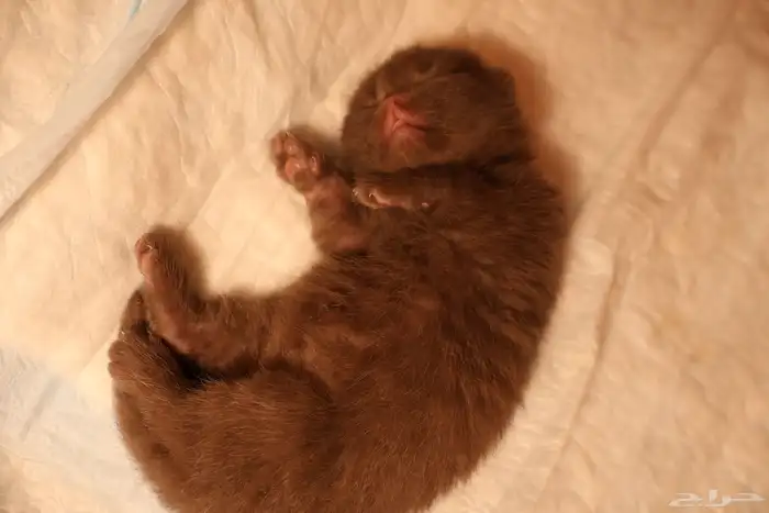 كيتن شوكلت و سينمون (تم البيع) 1