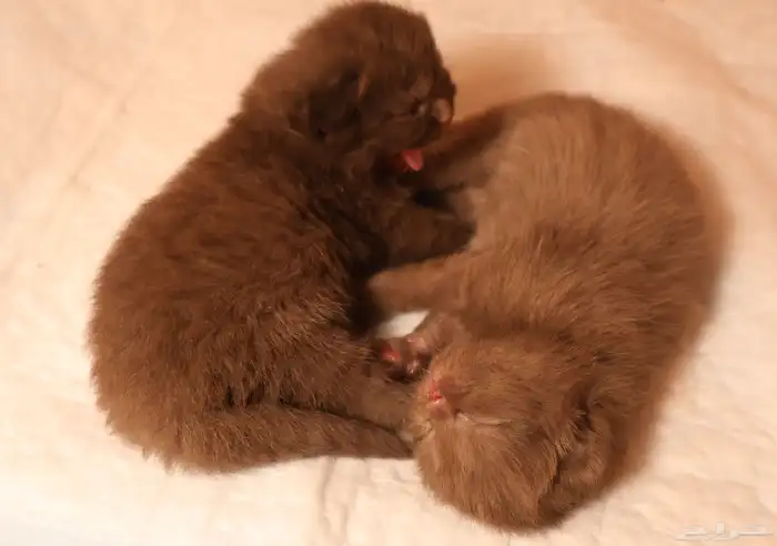 كيتن شوكلت و سينمون (تم البيع) 0