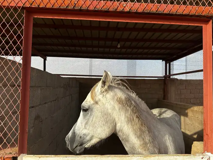 مربط خيول 7