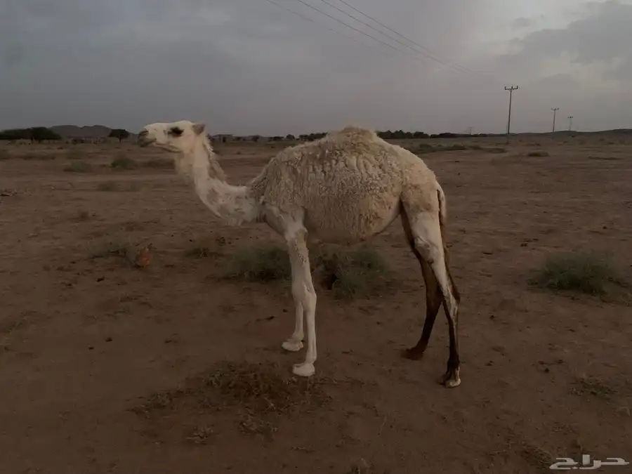 بكره عمرها سنه 1