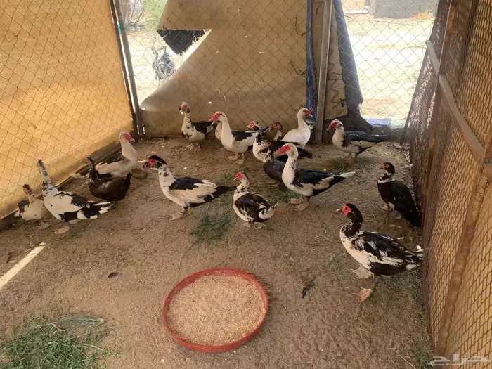بط بلدي 0