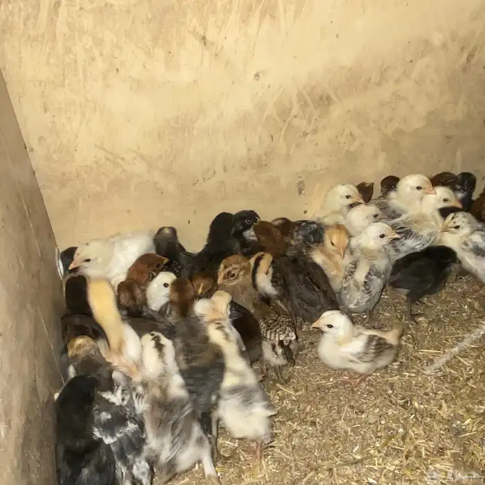 صوص بلدي 3