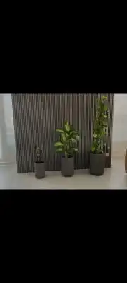 شتلات زراعيه 2