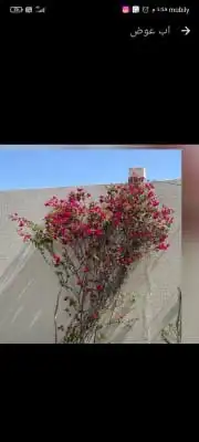 شتلات زراعيه 11
