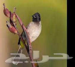 بلبل نغري او سوري 1