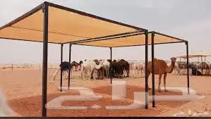 مضلات مواشي 0