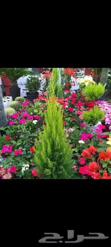 شتلات زراعيه 7