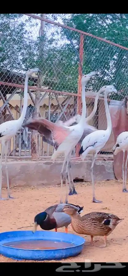 فلامنقو فلامنغو فلامنجو 1