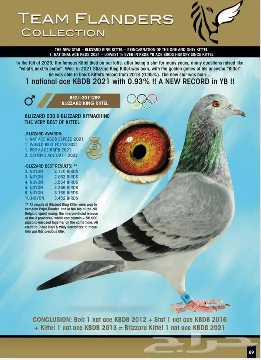 فروخ زاجل سباق 19