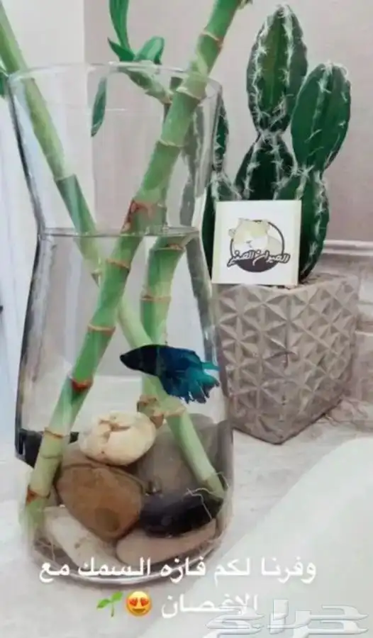 سمك الفايتر 2