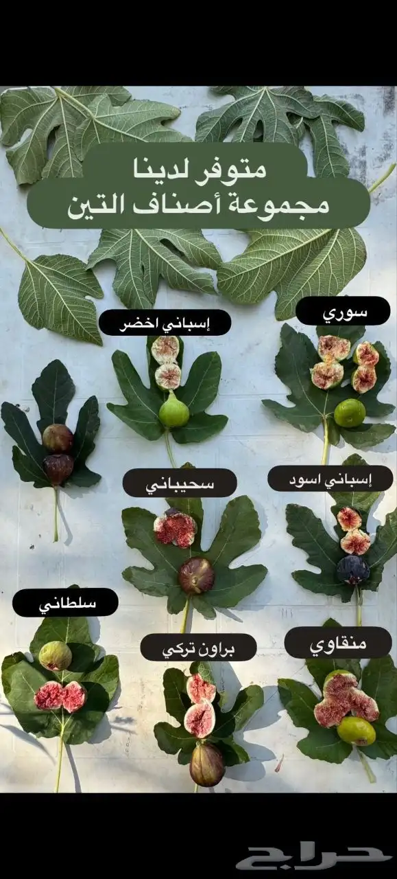 شتلات مثمرة عدة اصناف 8