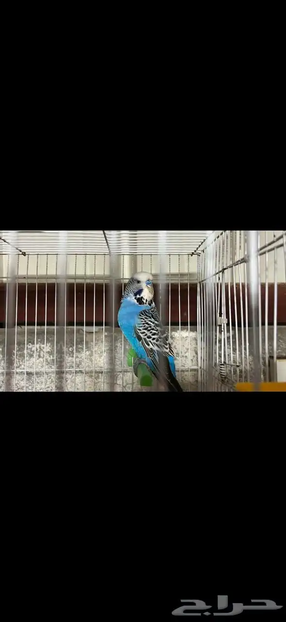 للبيع كروان وبادجي 4