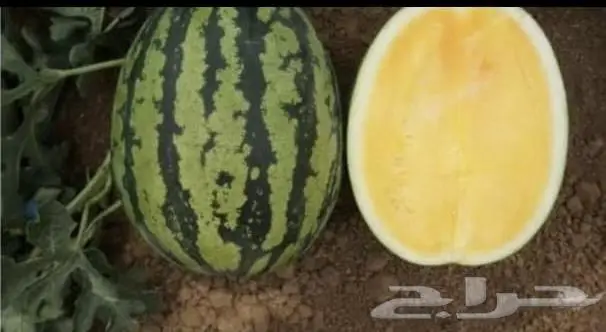بذور حبحب اصفر 2