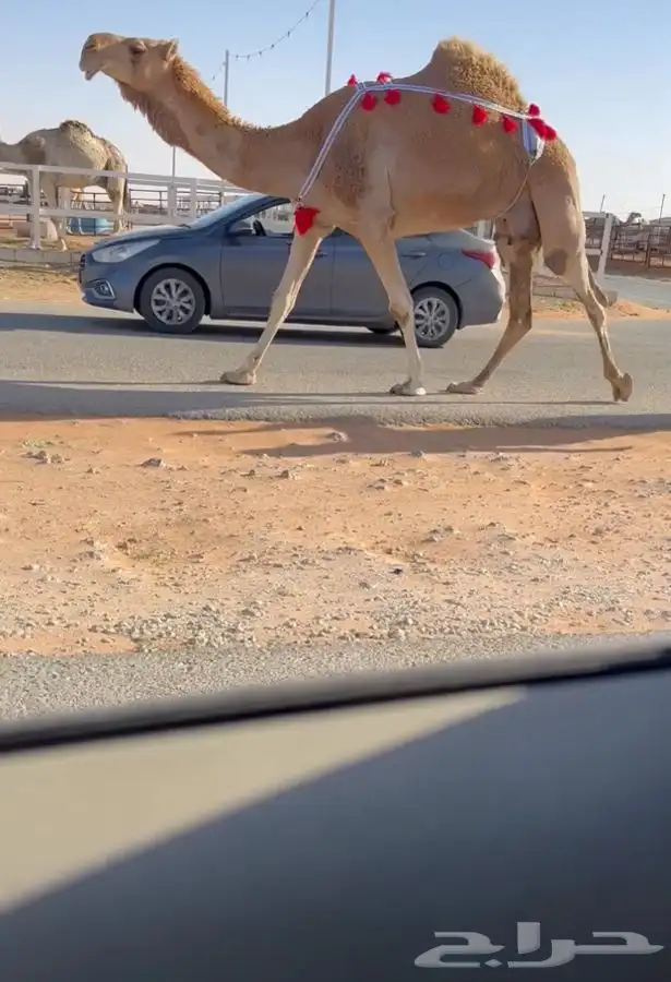 للبيع خلفه كفو 0