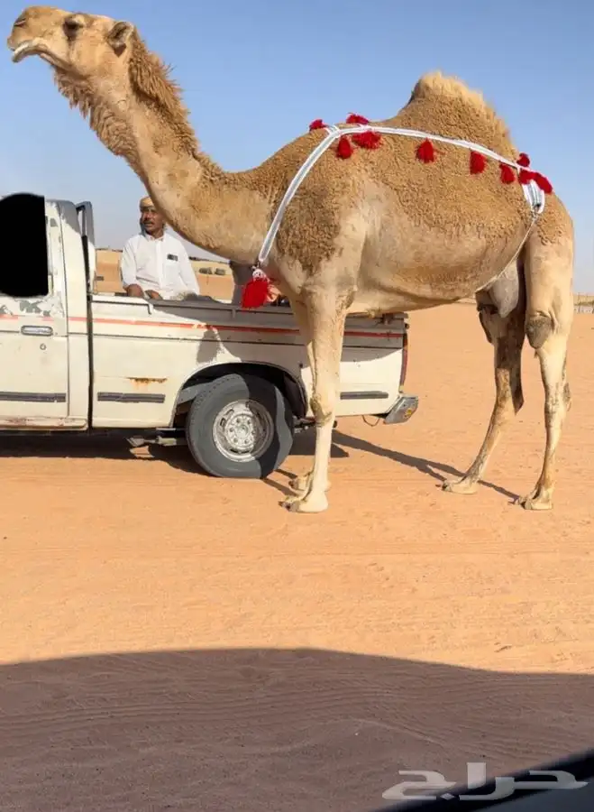 للبيع خلفه كفو 3