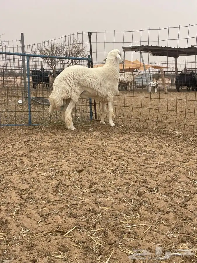 فحل حري جذع مشروط تم البيع تم البيع 2