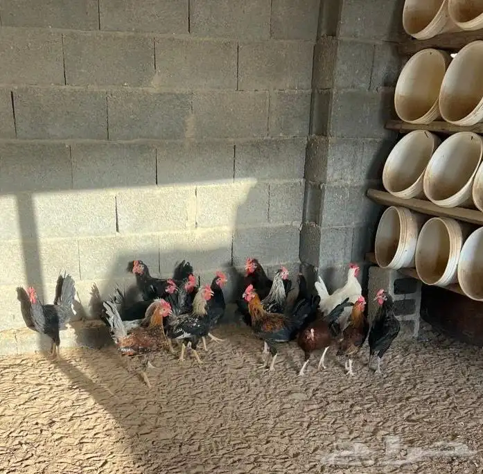 ديوك بلدي 5 شهور 0