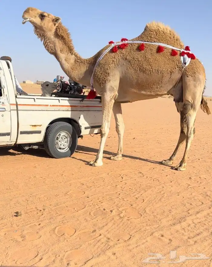 للبيع خلفه كفو 1