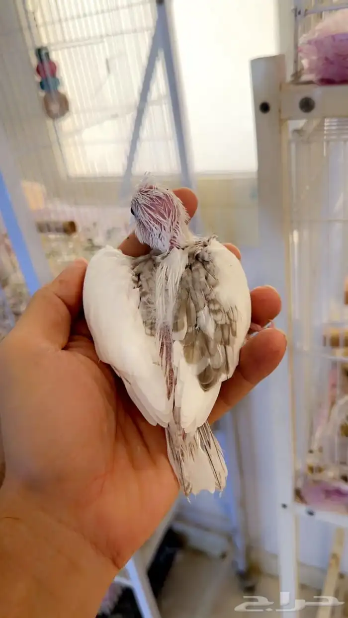 فرخ كروان هافي بايد حجم بطللل( تم البيييع ) 0