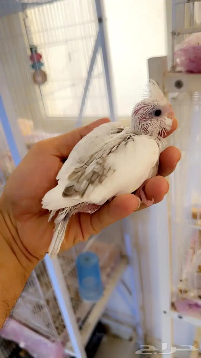 فرخ كروان هافي بايد حجم بطللل( تم البيييع ) 1