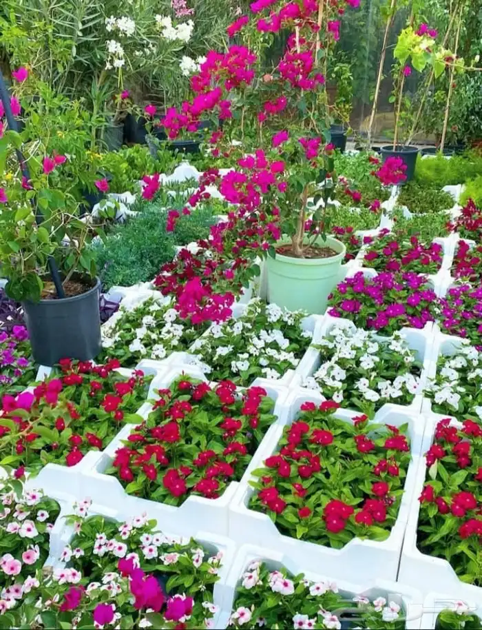شتلات زراعيه 12