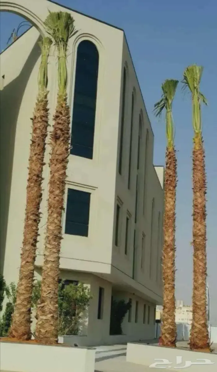 نخل واشنطني زينه نخيل واشنطونيا جميع المقاسات متوفره 4