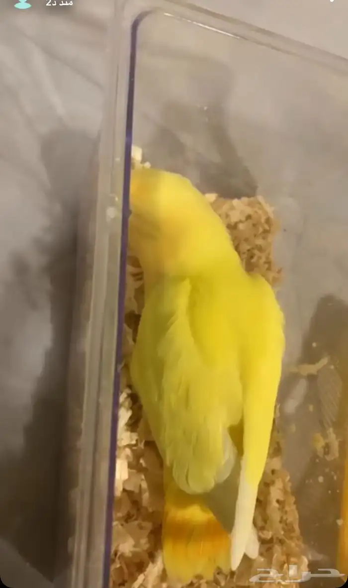 طيرين روز ضايعين 0