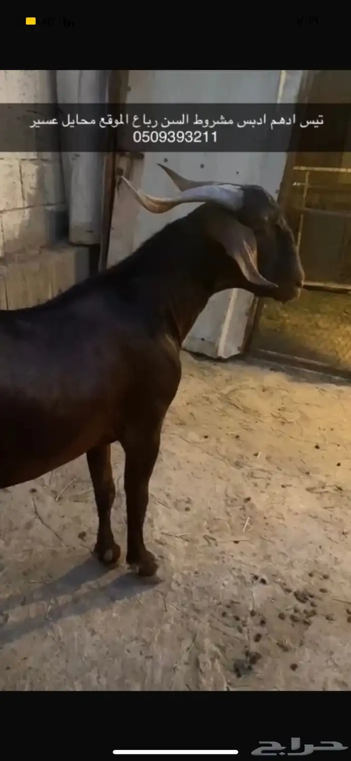 تم اللبيع تيس ادهم ادبس مطور مشروط حار 1