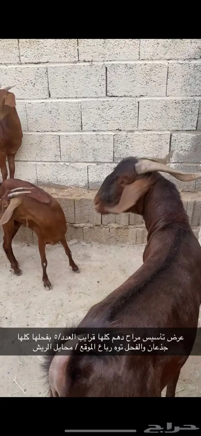 تم اللبيع تيس ادهم ادبس مطور مشروط حار 3