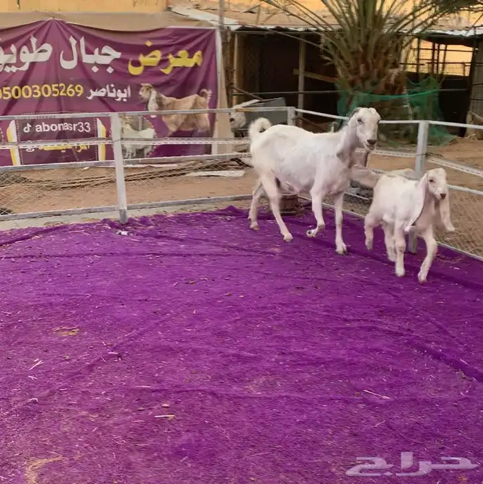 عنز متبع جرم وراس وديد طيب 2