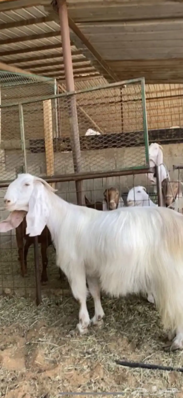 مطلوب معزا نفس الي بصوره مشاريك بيك ولا صفر جبررره 0