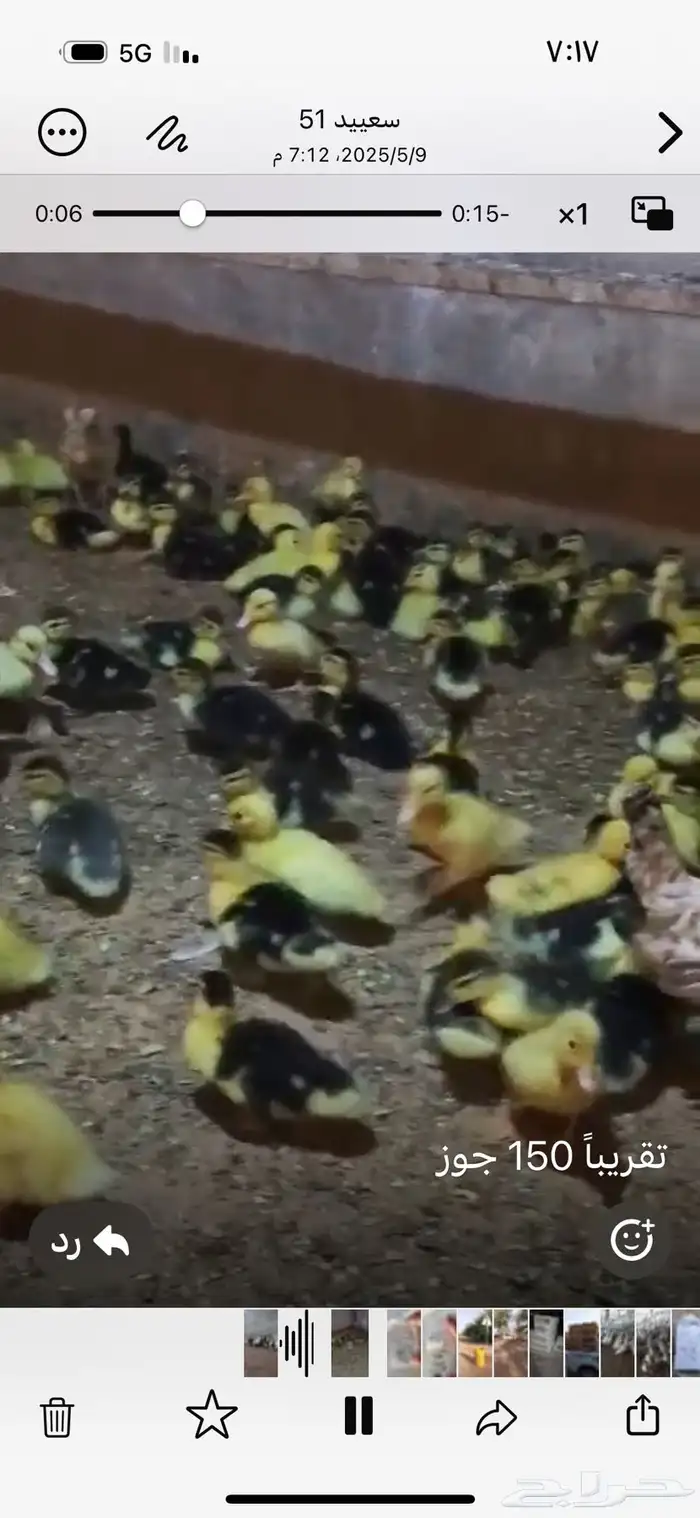للبيع صوص بط مسكوفي 1