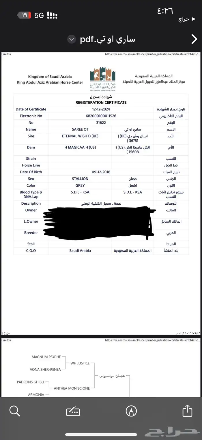 حصان عربي دم فاخر 9