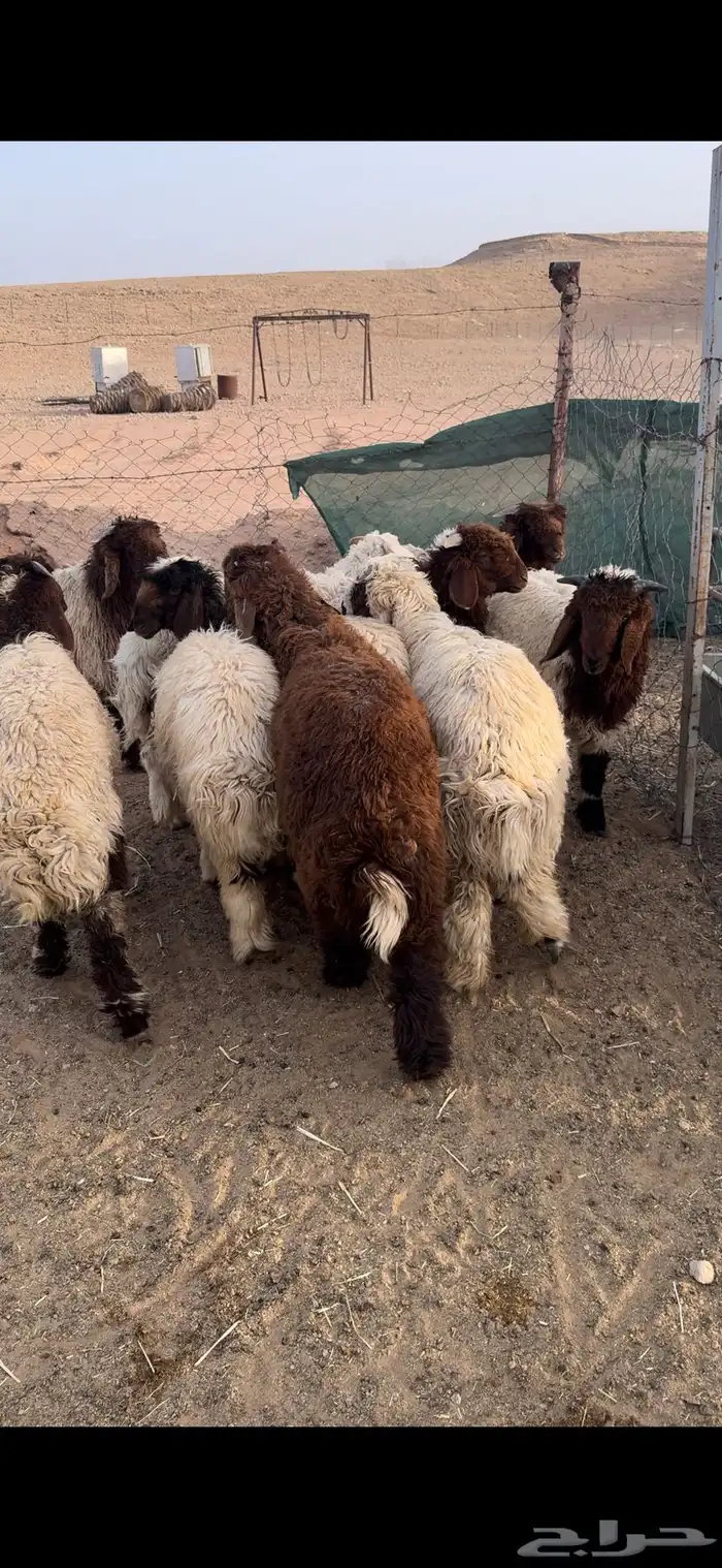 للبيع اضاحي نعيم 2