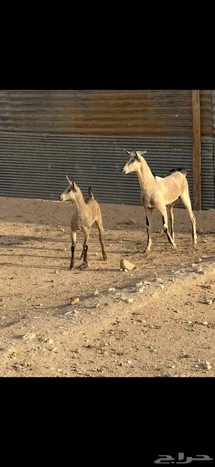 تيس وجفر صيد 3
