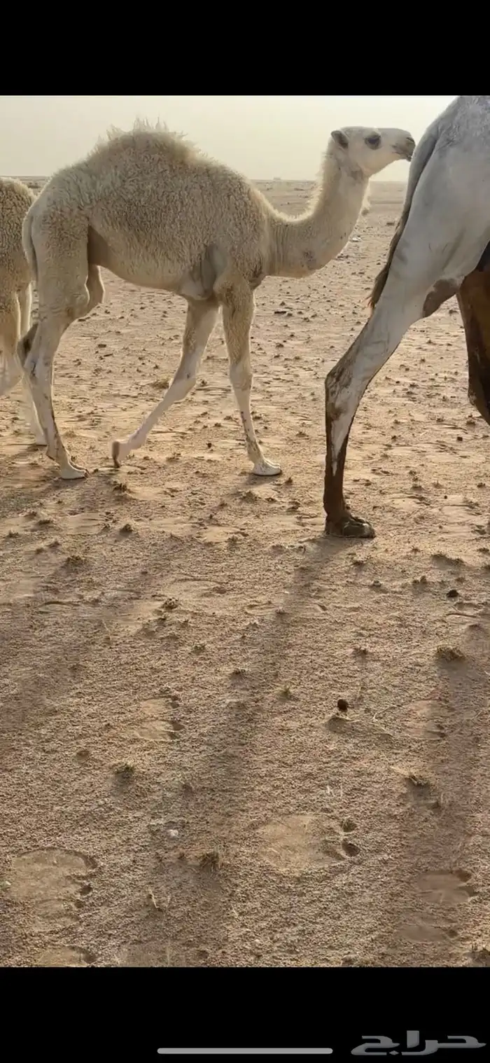 قعود العمر اربع شهور الموقع عفيف 0