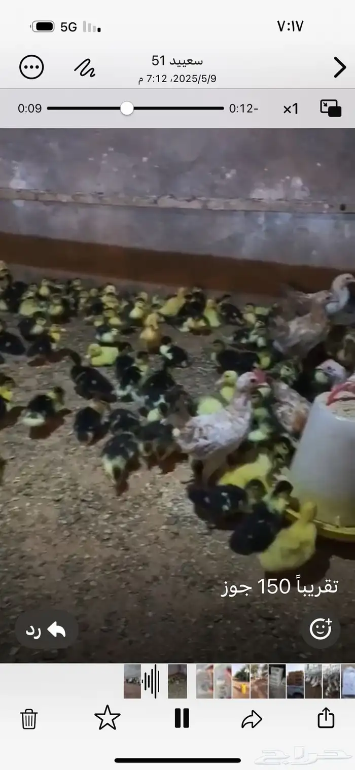 للبيع صوص بط مسكوفي 0