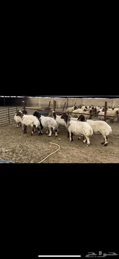 غنم نعيم دفيع واصل 1