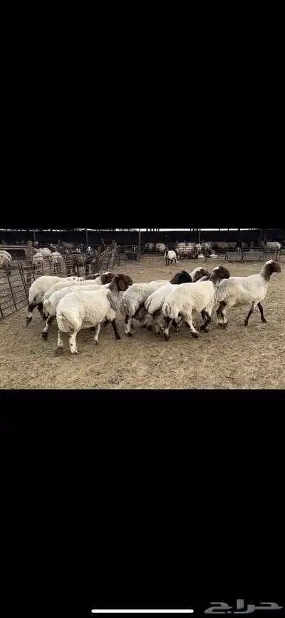 غنم نعيم دفيع واصل 3